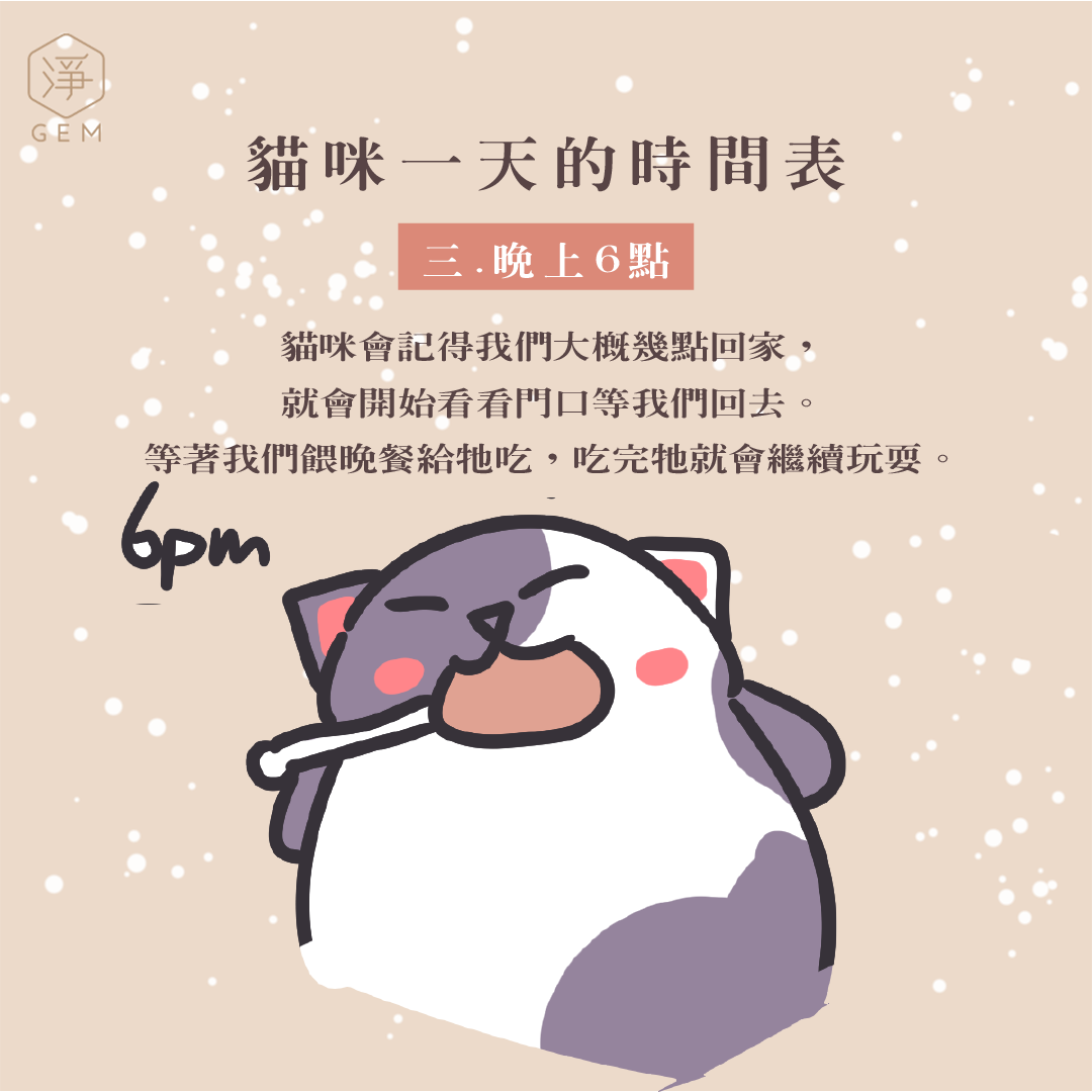 貓咪一天的時間表- 淨寵物商品有限公司