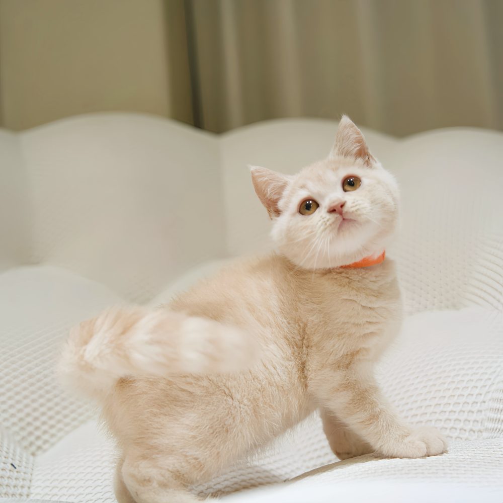 IMG_1685 奶油英短 弟弟(找到家)