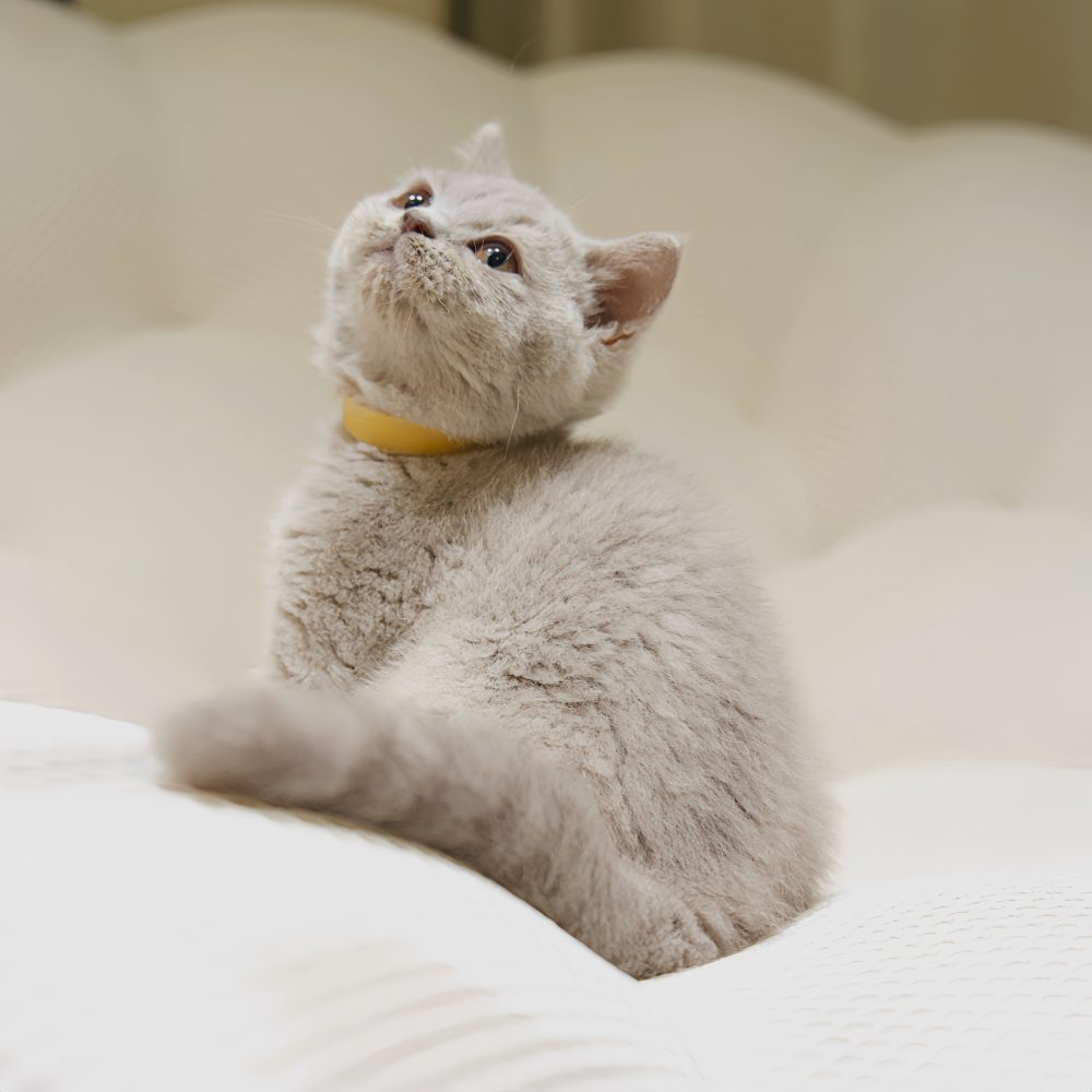 IMG_9747 紫丁香英短 妹妹(找到家)