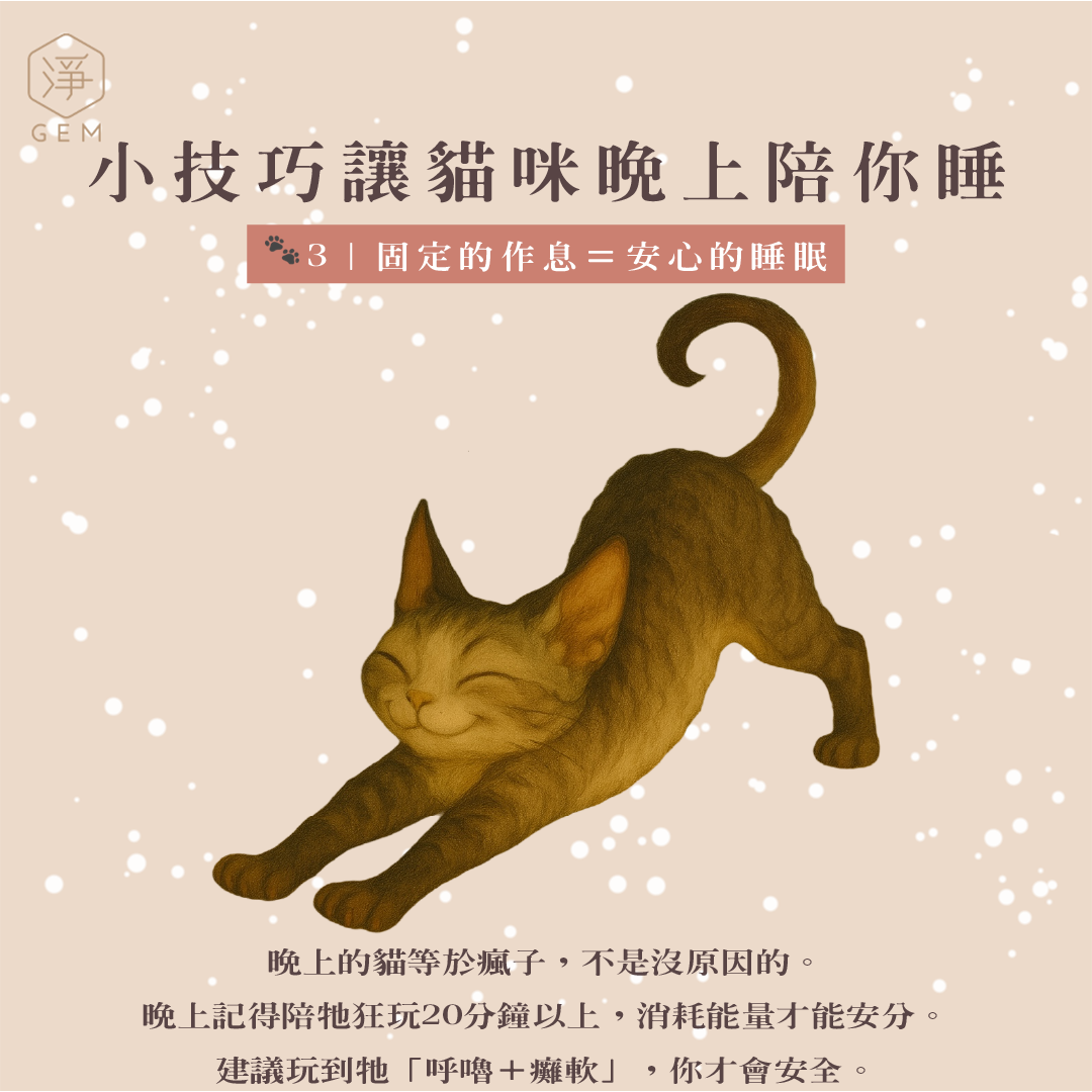 貓咪晚上不睡覺？其實是你還沒訓練好！ - 淨寵物商品有限公司