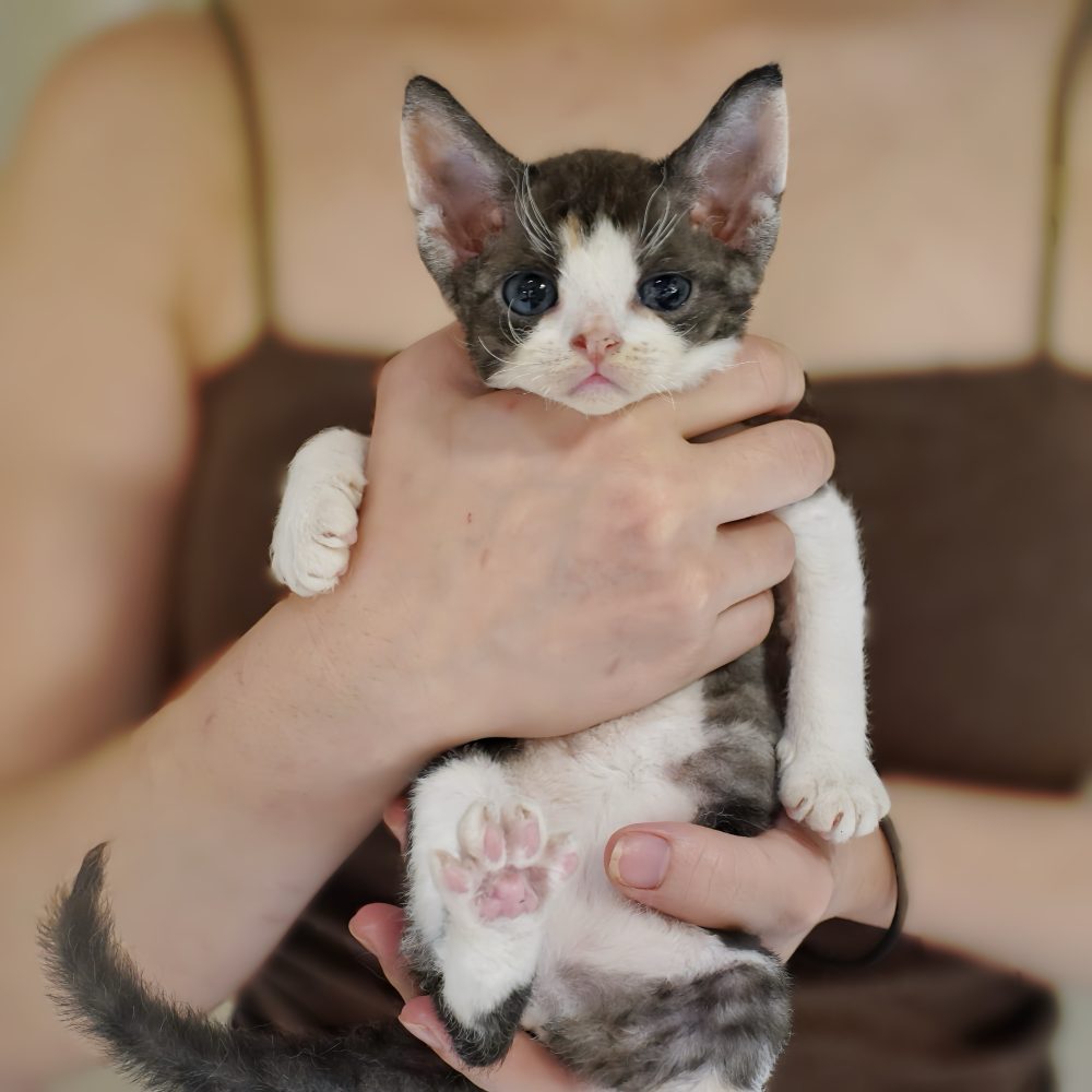 德文捲毛貓 妹妹(找到家）