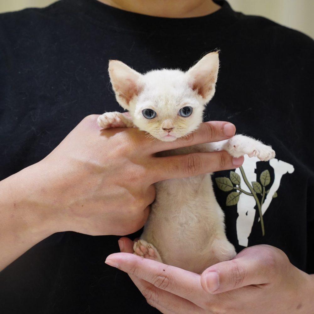 德文捲毛貓 弟弟(找到家）