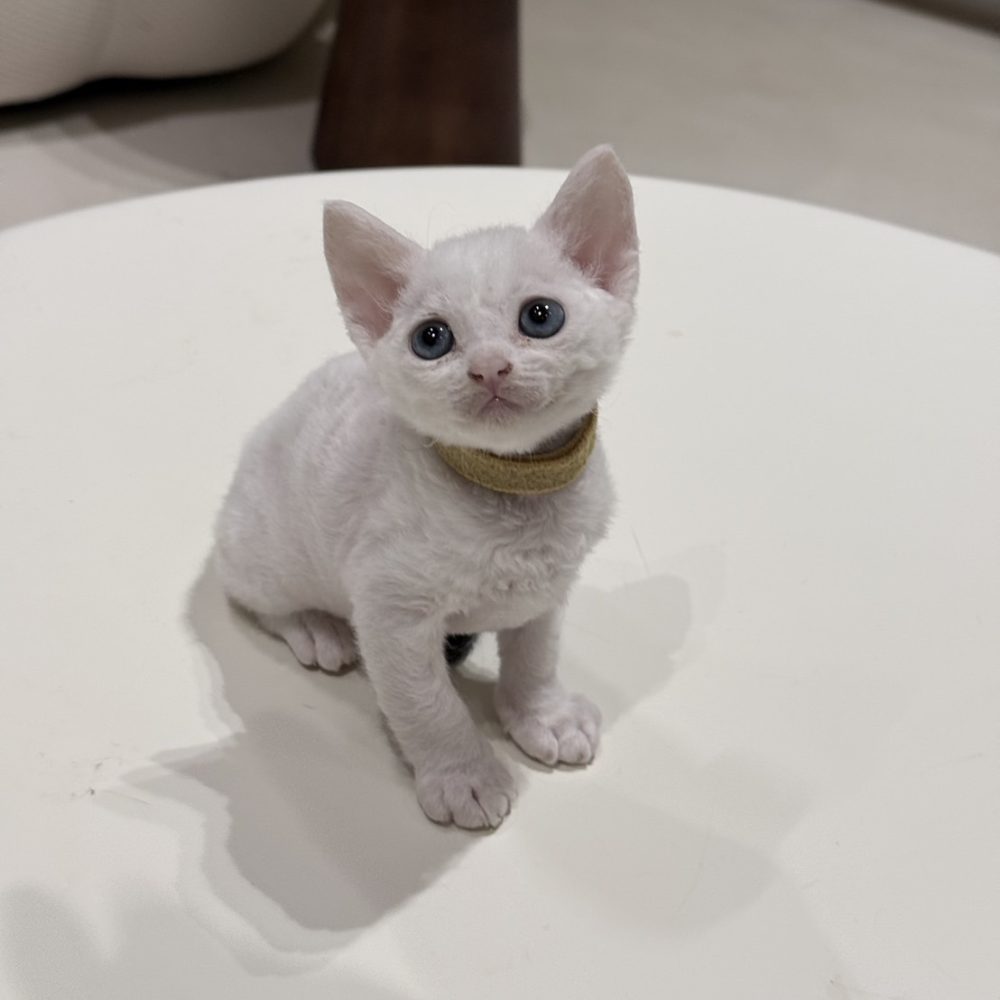 德文捲毛貓 妹妹(找到家）