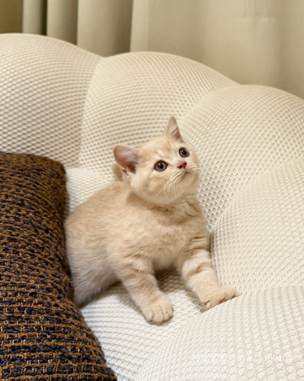 IMG_0450 奶油英短 弟弟(找到家)