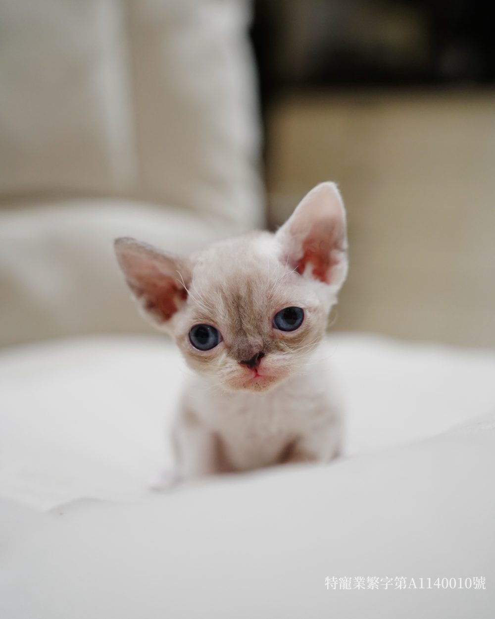 德文捲毛貓 妹妹(找到家)