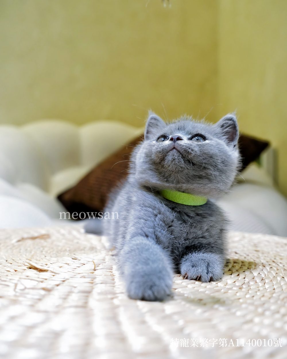 藍英短 妹妹（找到家）