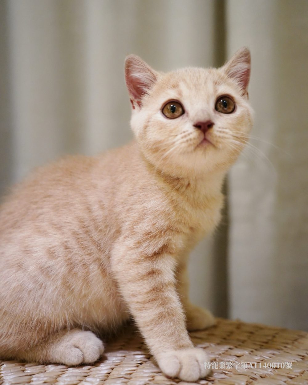 IMG_5478 奶油英短 弟弟(找到家)