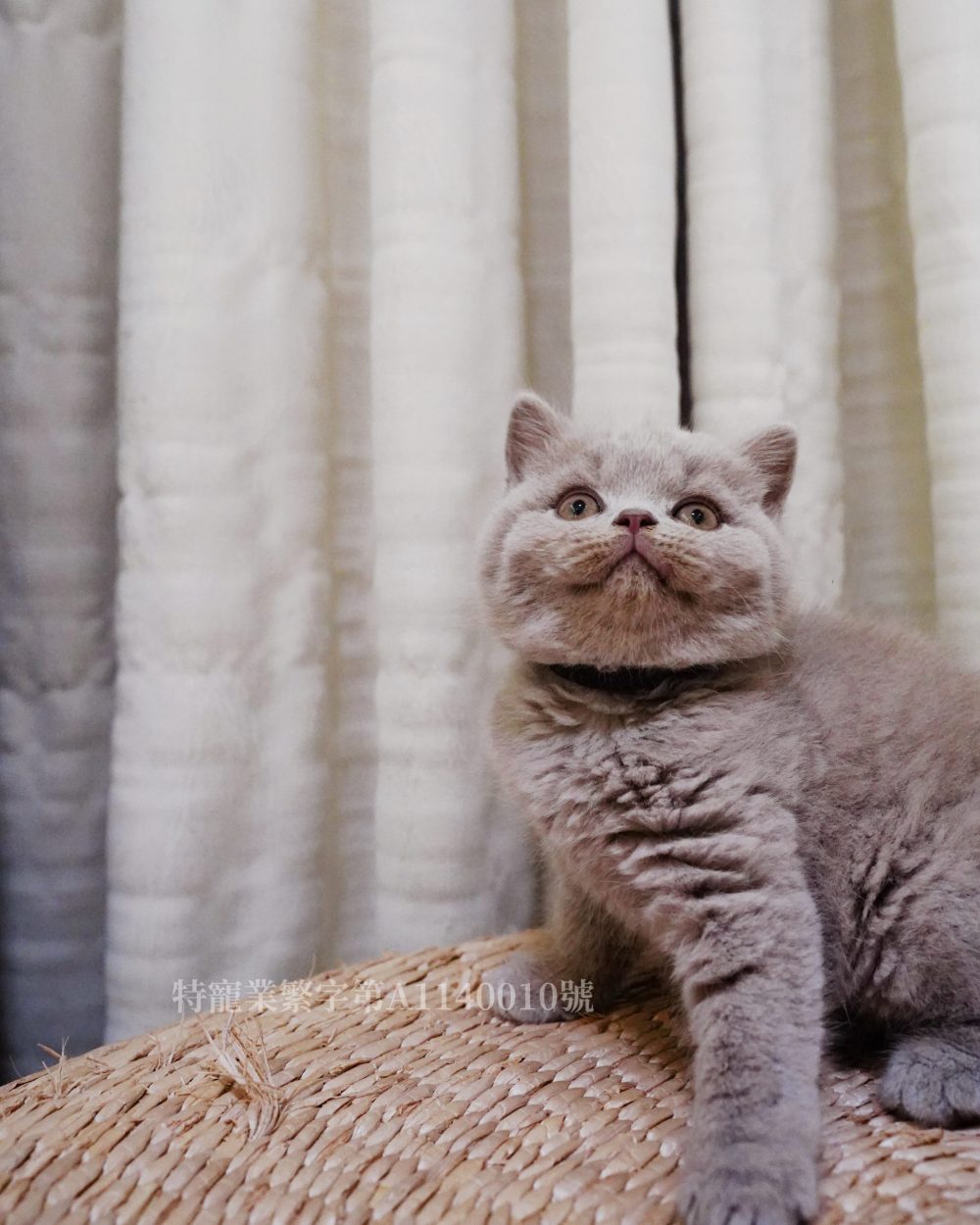 紫丁香英短 弟弟(找到家）