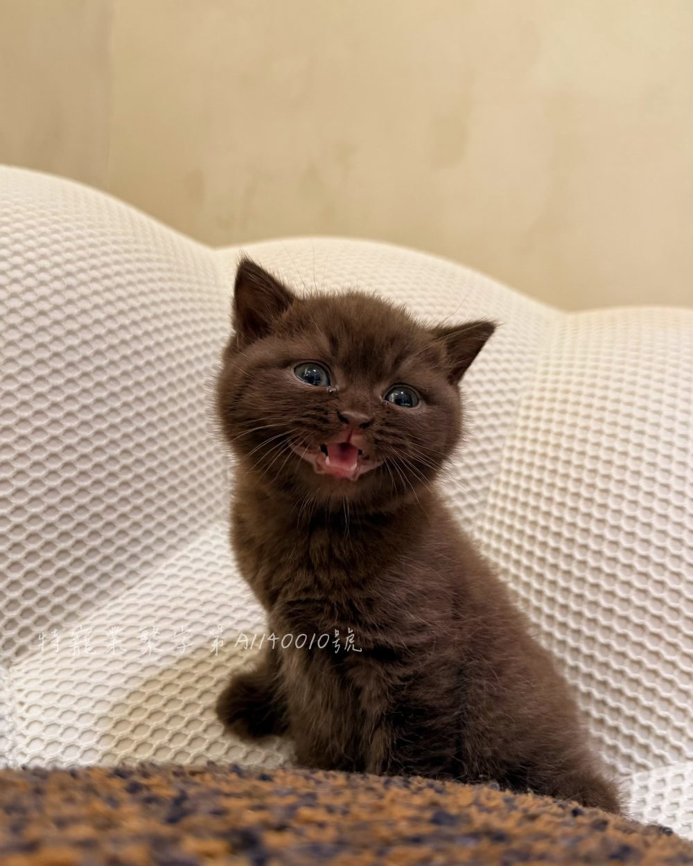 巧克力英短 弟弟（找到家）