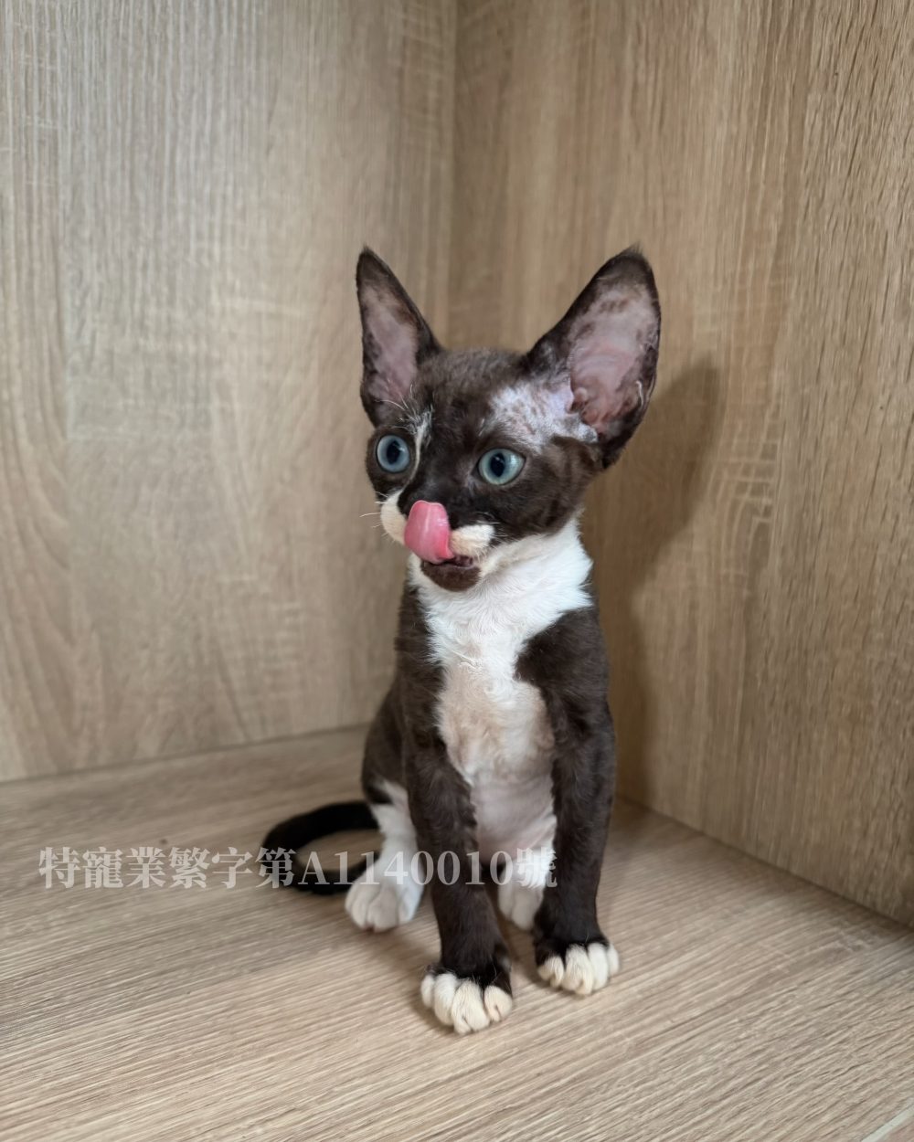 德文捲毛貓 異瞳黑白色妹妹13w